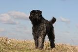 BOUVIER DES FLANDRES 266